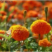 ราคา 100 เมล็ด/ซอง ดอกดาวเรืองคละสี marigold seeds บอนสี เมล็ดบอนสี บอนสีชายชล บอนสีพันหายาก ต้นไม้ฟอกอากาศ ไม้ประดับมงคล (1735288928763807543)
