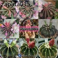 ราคา เมล็ดยิมโนด่าง Pink diamond x LB2178 50เมล็ด (1735540329399092798)