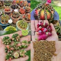 ราคา เมล็ดยิมโนด่าง200++เมล็ดแคคตัส cactus LBด่าง ราคาถูก (1735449610581280688)