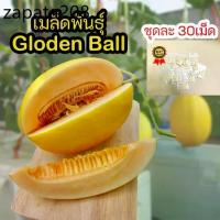 ราคา เมล็ด​พันธุ์​เมล่อน​ golden ball ซองละ​ 30​ เม็ด​ ผิวสีทองเนื้อส้ม (1735161049609308123)