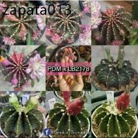 ราคา เมล็ดยิมโนด่าง Pink diamond x LB2178 50เมล็ด (1735508572024964145)