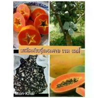ราคา เมล็ดพันธุ์มะละกอ เรด เลดี้ คัดพิเศษ (100เมล็ด) (1734174525273638569)