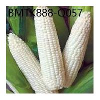 ราคา เมล็ดพันธุ์ข้าวโพดหวานนมสดจากญี่ปุ่น Pure White Hokkaido กินดิบได้ แบ่งขายจากซองแท้ 50 เมล็ด เมล็ดพันธุ์ผัก (1734222657242105159)