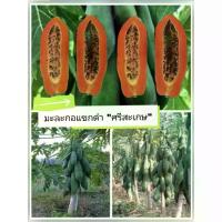 ราคา เมล็ดพันธุ์มะละกอ "แขกดำ ศรีสะเกษ"ชุด 100 เมล็ด (1735202934603547676)
