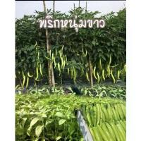 ราคา เมล็ดพันธุ์พริกหนุ่มขาว ชุด 100 เมล็ด (1735202961924196278)