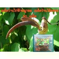 ราคา แนะนำ ขายดี เมล็ดว่านไก่ฟ้าพญาลอ เมล็ดว่านไม้มงคล เป็นไม้เลื้อยเนื้ออ่อน 50 เมล็ด (1734531161970804543)