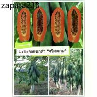 ราคา เมล็ดพันธุ์มะละกอ "แขกดำ ศรีสะเกษ"ชุด 100 เมล็ด (1735520319296013735)