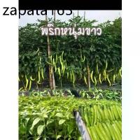 ราคา เมล็ดพันธุ์พริกหนุ่มขาว 100 เมล็ด (1735162578695587123)