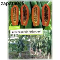 ราคา เมล็ดพันธุ์มะละกอ "แขกดำ ศรีสะเกษ"ชุด 100 เมล็ด (1735160878382286512)