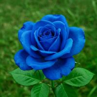 ราคา 30 เมล็ด กุหลาบสีน้ำเงิน Damask Rose Seeds ดอกใหญ่ (1735202881283982346)