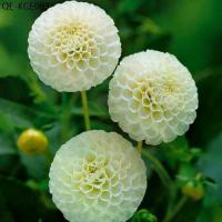 ราคา 30 เมล็ด ดอกรักเร่ ดาร์เลีย สีขาว dahlia สายพันธุ์ pinnata pompon (1735290957952877775)