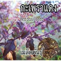 ราคา เมล็ดกระเพราแดง กลิ่นหอมฉุนแรงกว่ากระเพราขาว 700 เมล็ด (1735356846744831912)