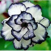 ราคา 10 เมล็ด ดอกชวนชม ดอกกุหลาบทะเลทราย สายพันธุ์ลูกผสม ดอกสีขอบน้ำเงิน Adenium Seeds (1735202877965632617)
