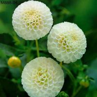 ราคา 30 เมล็ด ดอกรักเร่ ดาร์เลีย สีขาว dahlia สายพันธุ์ pinnata pompon (1735274613838612236)