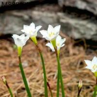 ราคา 10 เมล็ด ดอกบัวดิน ดอกบัวสวรรค์ บัวฝรั่ง บัวจีน Zephyranthes Rain Lily สีขาว (1735274661032920874)