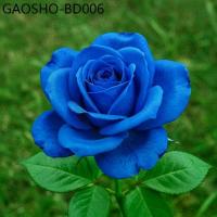 ราคา 30 เมล็ด กุหลาบสีน้ำเงิน Damask Rose Seeds ดอกใหญ่ (1735155782126045029)