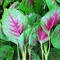 ราคา 300 เมล็ด ผักโขม ผักขม Amaranthus Seeds Non-GMO สายพันธุ์ ผักโขมพันธุ์แดงชมพู Pink Amaranth (1735358115780986483)