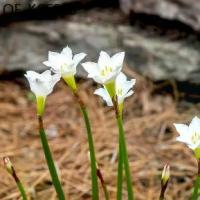 ราคา 10 เมล็ด ดอกบัวดิน ดอกบัวสวรรค์ บัวฝรั่ง บัวจีน Zephyranthes Rain Lily สีขาว (1735264503062234427)