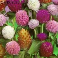 ราคา เมล็ด ดอก บานไม่รู้โรย คละสี เมล็ดพันธุ์ดอกไม้ 100 เมล็ด (1735264108349851409)