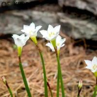 ราคา 10 เมล็ด ดอกบัวดิน ดอกบัวสวรรค์ บัวฝรั่ง บัวจีน Zephyranthes Rain Lily สีขาว (1735296794113312054)