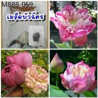 ราคา เมล็ดบัวฉัตรชมพู10เมล็ด /ซอง พร้อมคู่มือเพาะปลูก (1735274688719848770)