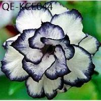 ราคา 10 เมล็ด ดอกชวนชม ดอกกุหลาบทะเลทราย สายพันธุ์ลูกผสม ดอกสีขอบน้ำเงิน Adenium Seeds (1735264110326547757)
