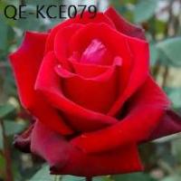 ราคา 20 เมล็ด กุหลาบอังกฤษ พันธุ์ไม้เลื้อย สีแดง ดอกใหญ่ Rose seeds (1735281743092418215)