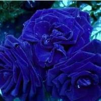 ราคา 20 เมล็ด กุหลาบ พันธุ์อังกฤษ ดอกใหญ่ ดอกสีน้ำเงิน Rosa Rose Seeds (1735281883638237142)