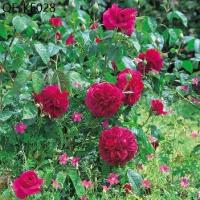 ราคา 20 เมล็ด กุหลาบ อังกฤษ พันธุ์เลื้อย สีแดง กุหลาบพวง Rose seeds (1735281834874734191)