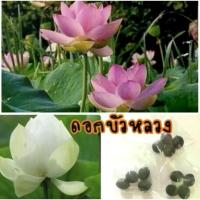 ราคา (ซื้อ4แถม1 รวมได้)เมล็ดพันธุ์บัวหลวง บรรจุชุด10เมล็ด บัวกินเม็ด บัวบูชาพระ รสหวาน กรอบ อร่อย (มีคู่มือการเพาะปลูก) (1734937792548603794)