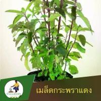 ราคา เมล็ดพันธุ์กระเพราป่าก้านแดง 1000 เมล็ด ผักกระเพรา กระเพราพันธุ์แท้ (1735349942979299212)