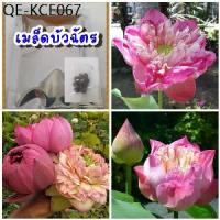 ราคา เมล็ดบัวฉัตรชมพู10เมล็ด /ซอง พร้อมคู่มือเพาะปลูก (1735264790758196693)