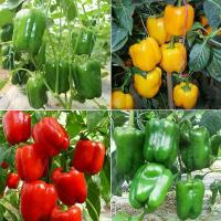 ราคา เมล็ดพริกหวาน คละสี/ส้ม/ม่วง/เหลือง/แดง 100 เมล็ด Colorful Bell Pepper Seeds เมล็ดนำเข้า สายพันธุ์ OP/F1 (1735357204208846729)