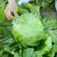 ราคา 500 เมล็ด เมล็ดผัก ผักสลัด ไอซ์เบิร์ก ผักกาดแก้ว Iceberg Lettuce สวนครัว เหมาะแก่การทำสวน ระยะเก็บเกี่ยวเร็ว F1 เมล็ดพัน (1735331132659631348)