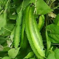 ราคา เมล็ดถั่วพู Winged Bean ขนาด 5 เมล็ด เมล็ดพันธุ์ถั่วพู ถั่วพู เมล็ดผักสวนครัว เมล็ดพันธุ์ผัก (1735331089077470311)
