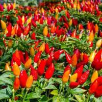 ราคา เมล็ดพริกหวาน คละสี/ส้ม/ม่วง/เหลือง/แดง 100 เมล็ด Colorful Bell Pepper Seeds เมล็ดนำเข้า สายพันธุ์ OP/F1 (1735331087462073604)