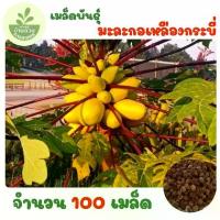 ราคา เมล็ดพันธุ์มะละกอเหลืองกระบี่ จำนวน 100 เมล็ด (1734173854639424992)