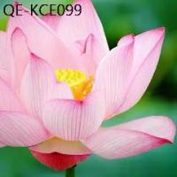ราคา เมล็ดบัวหลวงดอกสีขาวอมชมพู Lotus Blossom ดอกใหญ่ ดอกบัว ปลูกบัว เม็ดบัว สวนบัว 5 เมล็ด (1735296706982217335)