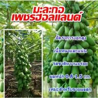 ราคา ส่งเร็ว!! เมล็ดมะละกอ มะละกอเพชรฮอลแลนด์ ปลูกได้ทั่วไทย100++เมล็ด (1734174566896338246)