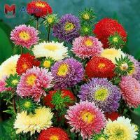 ราคา ขายส่ง 200 เมล็ด เมล็ดพันธุ์ดอกเบญจมาศ Chrysanthemum คริสแซนติมั่ม ดอกมัม แทนซี่ ดอกเบญจทรัพย์ ดอกเก็กฮวยขาว เบญจมาศสวน (1734937947530561414)