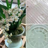 ราคา กระถางดอกกล้วยไม้ดีไซน์หรู พร้อมจานรอง กระถางพลาสติกใสสำหรับย้ายต้นไม้/ดอกไม้ มีรูระบายอากาศและตะแกรงควบคุมราก ช่วยให้ออร์ชิดดั้งมีอากาศถ่ายเทได้ดี (1734775208870643167)