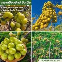 ราคา มะขามป้อมยักษ์ อินเดีย ปลูกต้นเพาะเม็ดขนาด 60-70 cm ต้นพันธุ์แข็งแรงพร้อมปลูก (1731399311395817097)
