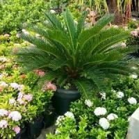 ราคา ต้นคริสต์มาส (Dtôn Crít-sàt-mâat)1 ต้นปรง ญี่ปุ่น ปรงญี่ปุ่น Cycas revoluta Thunb จัดส่งพร้อมกระถาง 15 นิ้ว ลำต้นสูง 70-90 ซม (1734630152924268437)