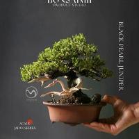 ราคา บอนไซสนนิวซีแลนด์ Black Pearl Juniper (1735219284618741691)