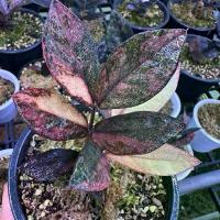 ราคา กวักมรกตดำด่าง (Zamioculcas zamiifolia 'Black Variegated) (1735381684383680211)