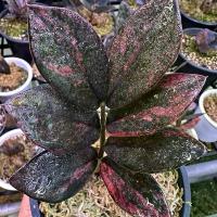 ราคา กวักมรกตดำด่าง (Zamioculcas zamiifolia 'Black Variegated) (1735381745393436371)