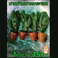 ราคา สาหร่ายหางกระรอก ตบแต่งตู้ปลา อ่างปลา (1731357769083946532)