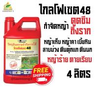 ราคา ไกลโฟเซต 48 กระรอกแดง (4ลิตร) ใช้ได้ทั้งหญ้าใบแคบ ใบกว้าง และ กก ทุกชนิด ผลิตภัณฑ์กำจัดศัตรูพืช กลางแจ้ง ยาฆ่าหญ้าไกลโฟเซต ชนิดดูดซึม สูตรทนฝน (1732276983525378967)