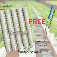 ราคา ถ้วยปลูกไฮโดรโปนิกส์ 100 ใบ สีขาว มาพร้อมที่เจาะกลมขนาดเท่าถ้วยปลูกขาว ปลูกผักได้อย่างมีประสิทธิภาพ (1729583653622876882)