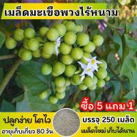 ราคา ซื้อ 5 แถม 1 เมล็ดพันธุ์ มะเขือพวงไร้หนาม แบ่งขาย 250 เมล็ด ปลูกง่าย โตไว เก็บได้นาน (1730132854784559169)